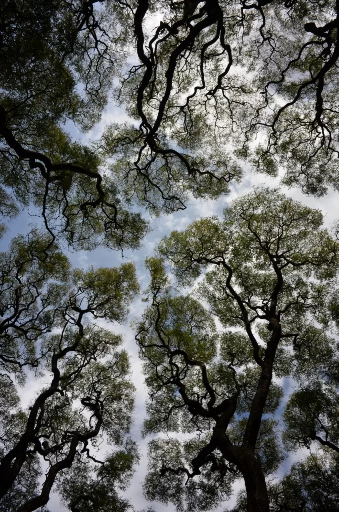 Arbre et ciel vu du sol